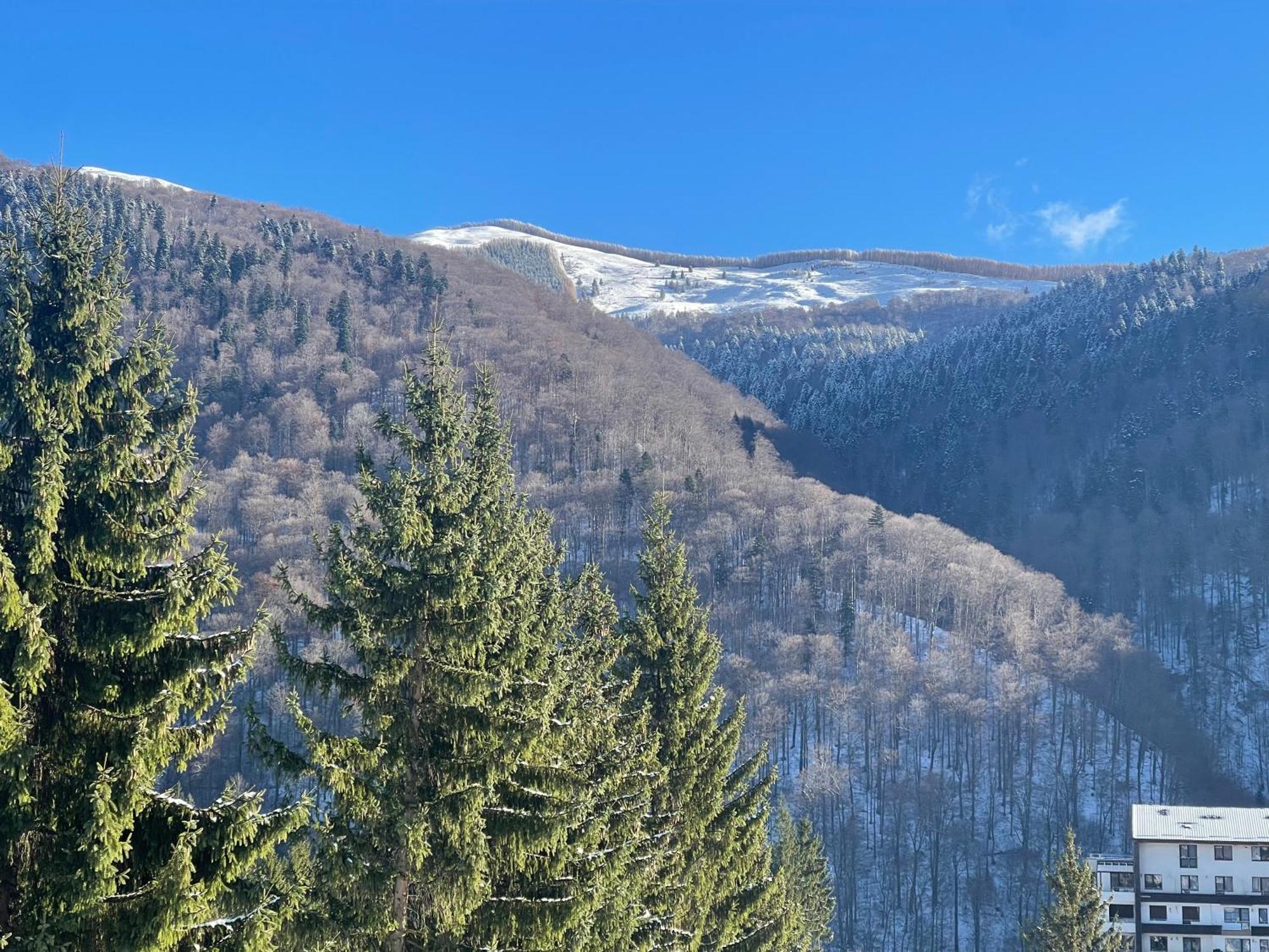 The Nest * Sinaia